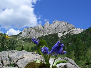 Wulfenia am Gartnerkofel - wandern Wulfenia_mit_Gartnerkofel wandern